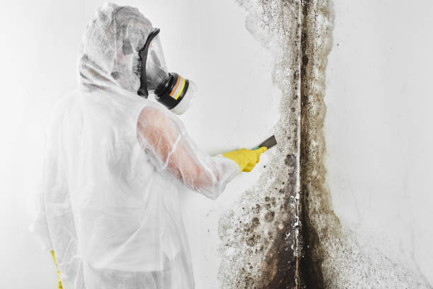 Best Emergency Mold Remediation  in Van Horn, TX