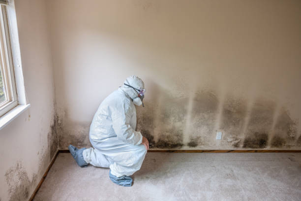 Mold Removal for HVAC Installations in Van Horn, TX