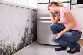 Reliable Van Horn, TX Mold Prevention & Removal  Solutions